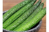 黄瓜视频分享：丰富多彩的黄瓜食谱与精彩制作过程解析