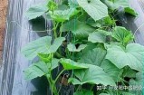 大棚黄瓜种植全攻略：从土壤准备到采摘技巧详解