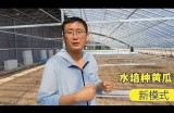 精彩黄瓜视频18：亲手种植与美味食谱分享