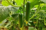 精彩黄瓜直播：新鲜农产品的种植与美味食谱分享