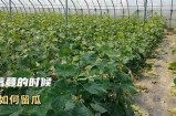 黄瓜视频A：轻松掌握黄瓜种植技巧与美味食谱分享