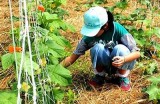 如何高效插黄瓜视频教程 - 农田种植技巧分享