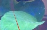 如何下载黄瓜视频与苹果设备的完美指南