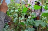 新鲜黄色黄瓜种植技巧与营养价值解析视频