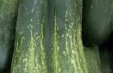 精彩黄瓜视频：趣味短片与种植技巧分享