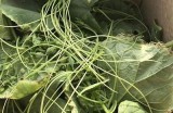 全方位大棚黄瓜种植技能揭秘，助你高产稳产