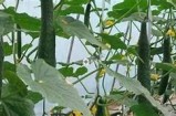 优质黄瓜种植与挑选技巧，快速学会视频教程分享