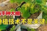 大棚黄瓜高产种植技巧视频，教你轻松完成丰收！