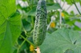 精彩黄瓜视频合集：从种植到美味料理，一网打尽黄瓜的魅力