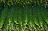 大棚黄瓜种植技巧视频：高产丰收的实用指南