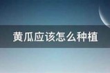 如何种植黄瓜：详解插黄瓜的技巧与注意事项