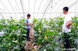 精彩黄瓜视频合集：种植技巧、食谱分享与创意料理