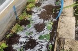 黄瓜高清视频分享：最新黄瓜种植技巧与美味食谱推荐