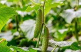 优质黄瓜视频分享平台 - 最新黄瓜种植技巧与美味食谱