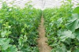 高产高效：大棚黄瓜种植全攻略分享！