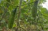 优质黄瓜种植技巧与视频教程，轻松掌握家庭种植方法