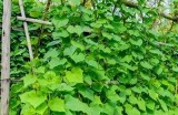 黄瓜种植全攻略视频，轻松学会黄瓜栽培技巧
