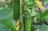 大棚黄瓜种植技巧与收成秘籍，轻松达成高产 Farming 之道！