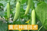 安装黄瓜视频的详细步骤与注意事项分享