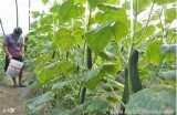 “黄瓜直播视频分享：种植技巧与健康食谱推荐”