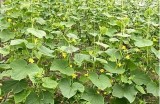 【高清黄瓜视频】funny cucumbers in action | 趣味黄瓜视频全集免费在线观看！