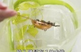 黄瓜视频：趣味制作与健康食谱，带你轻松学做美味料理