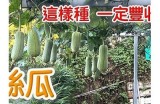 黄瓜与丝瓜视频教程：新手必备的种植技巧与美食制作
