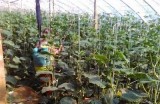 大棚黄瓜种植技巧视频分享：轻松掌握高产秘诀与养护方法
