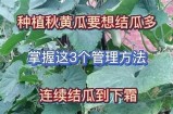 黄瓜种植技巧分享：直播教你轻松掌握种植要点