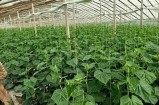 大棚黄瓜种植全攻略：从选种到管理的详细视频教程
