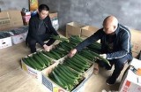 大棚黄瓜高产种植技巧：从选种到管理全攻略