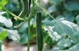 大棚黄瓜种植技巧全解析，快速提高产量的方法分享