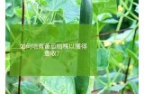 如何高效种植和管理黄瓜，获取丰收秘诀