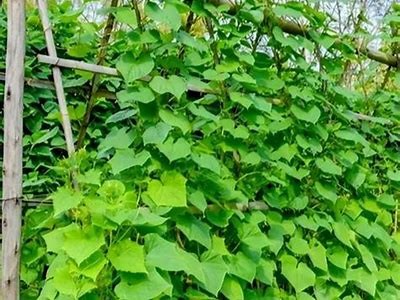 黄瓜种植全攻略视频，轻松学会黄瓜栽培技巧
