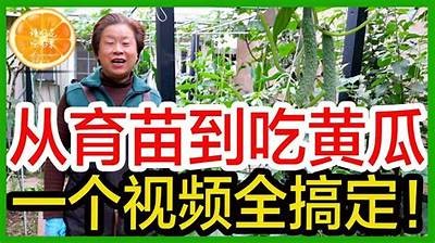 “精彩黄瓜视频分享：种植技巧与美味食谱”