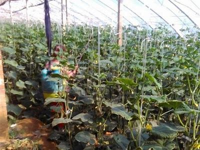 大棚黄瓜种植技巧视频分享：轻松掌握高产秘诀与养护方法