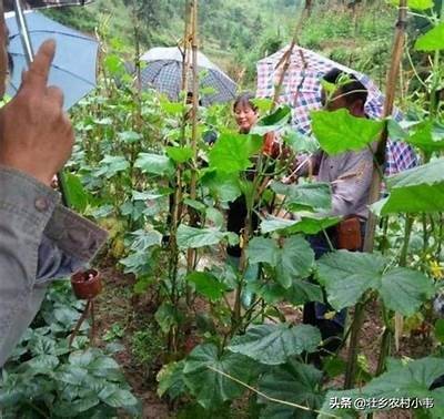 新鲜黄色黄瓜种植技巧与营养价值解析视频