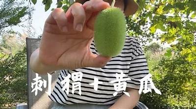 如何正确插黄瓜？教你简单几步提升插黄瓜技巧！