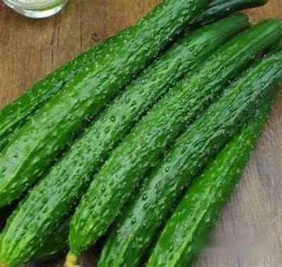 黄瓜丝瓜的营养价值与美味食谱分享视频，丰富你的餐桌选择！
