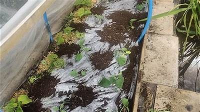 黄瓜高清视频分享：最新黄瓜种植技巧与美味食谱推荐