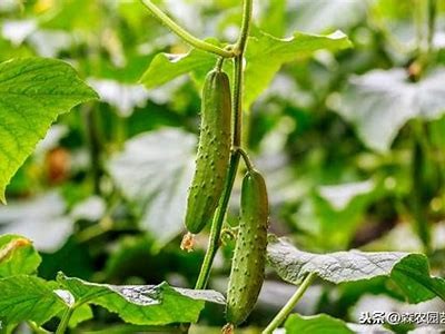 优质黄瓜视频分享平台 - 最新黄瓜种植技巧与美味食谱