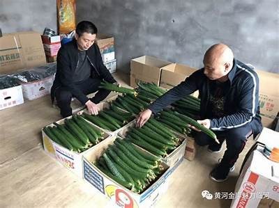 大棚黄瓜高产种植技巧：从选种到管理全攻略