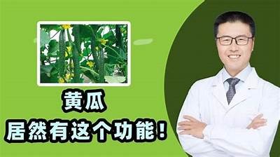 黄瓜视频合集：精彩黄瓜种植与美食制作教程分享
