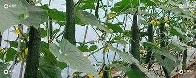 优质黄瓜种植与挑选技巧，快速学会视频教程分享