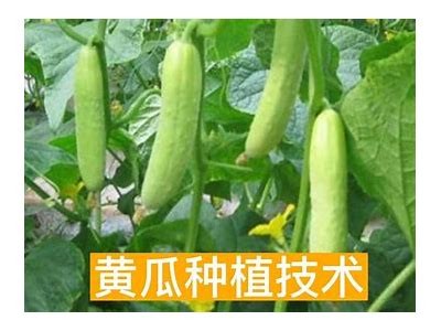 黄瓜种植全攻略：从播种到丰收的详细步骤与技巧