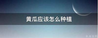 如何种植黄瓜：详解插黄瓜的技巧与注意事项