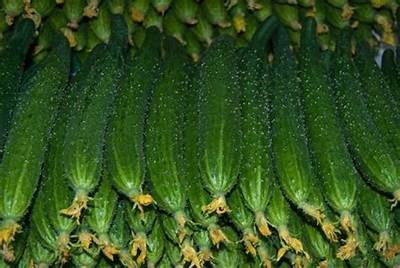 大棚黄瓜种植技巧视频：高产丰收的实用指南
