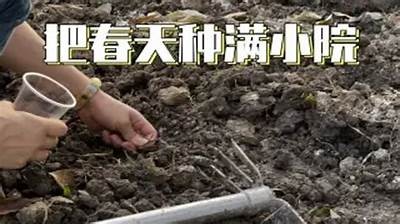 精彩黄瓜视频直播，教你轻松种植与维护技巧