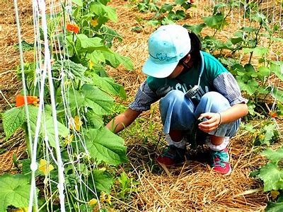 如何高效插黄瓜视频教程 - 农田种植技巧分享