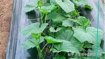 大棚黄瓜种植全攻略：从土壤准备到采摘技巧详解